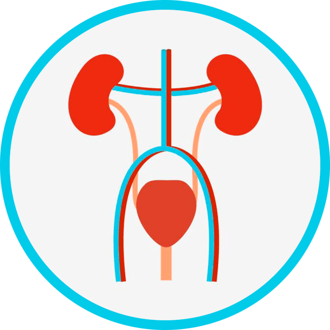 Anatomie du système urogénital